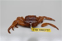 藏品(白紋方蟹)的圖片